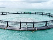 Phú Yên: Sản xuất giống và nuôi thương phẩm cá chim vây vàng